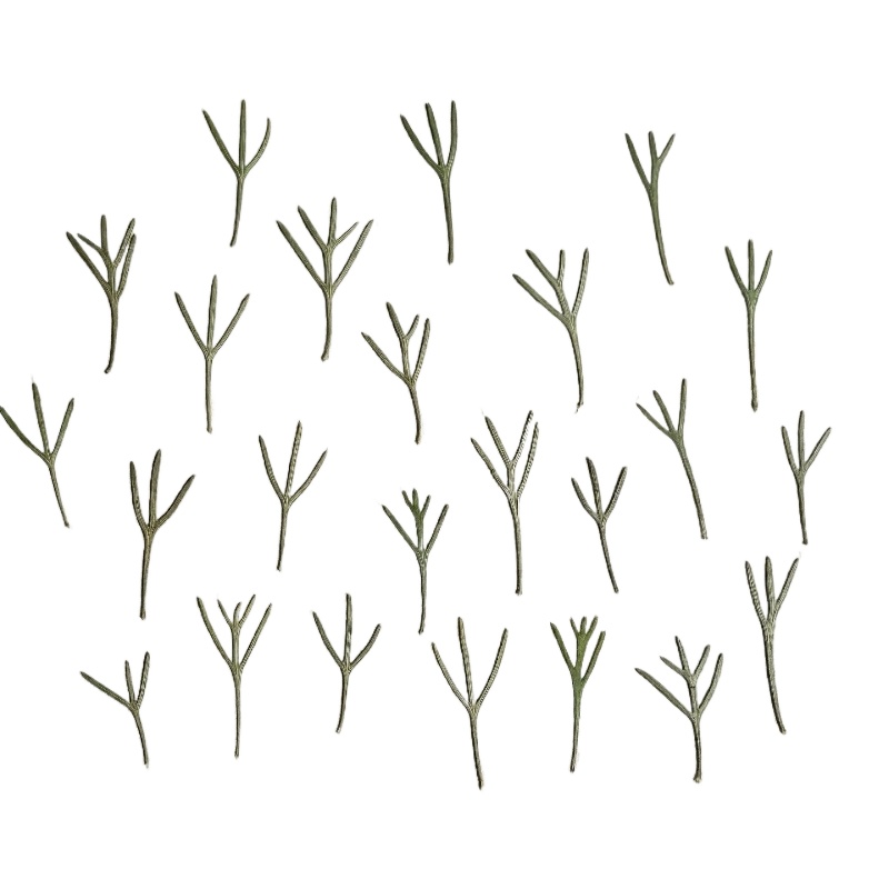 Dried Flower Pressed - 24개, 에폭시 수지 몰드용 실제 압축된