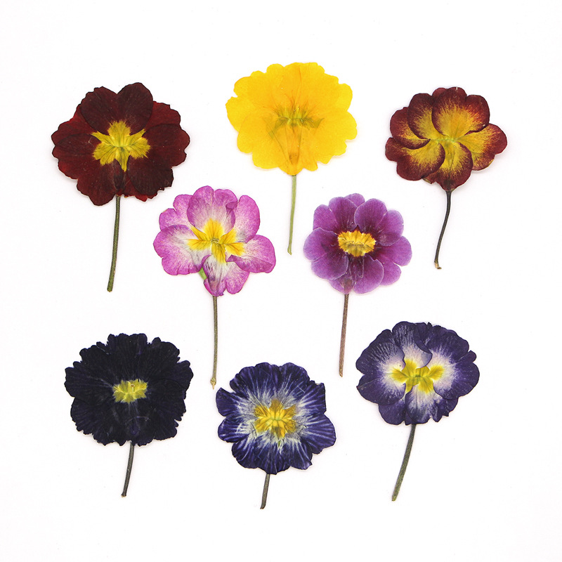 Dried Flower Pressed - 48개 유럽산 프림로즈 말린 꽃 압화