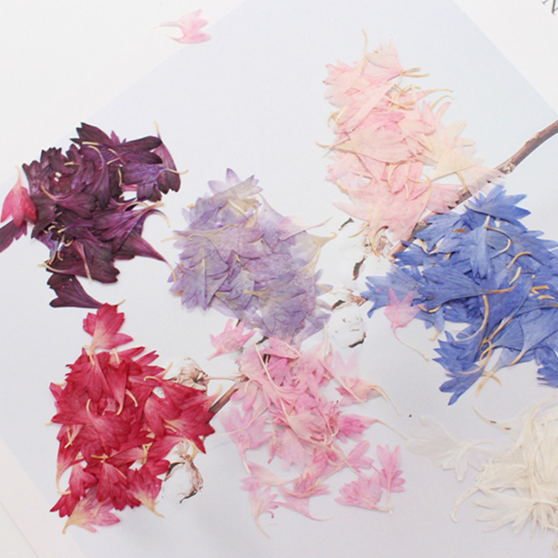 Dried Flower Pressed - 100개 말린 옥잠꽃, 실제 잎, 실제