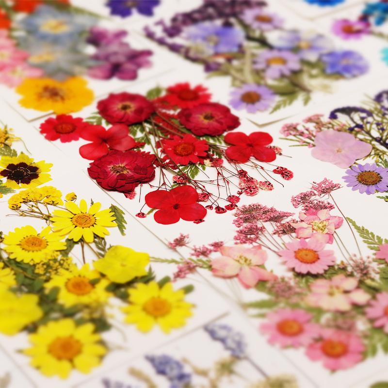 Dried Flower Pressed - 실제 천연 압축 건조 식물 꽃