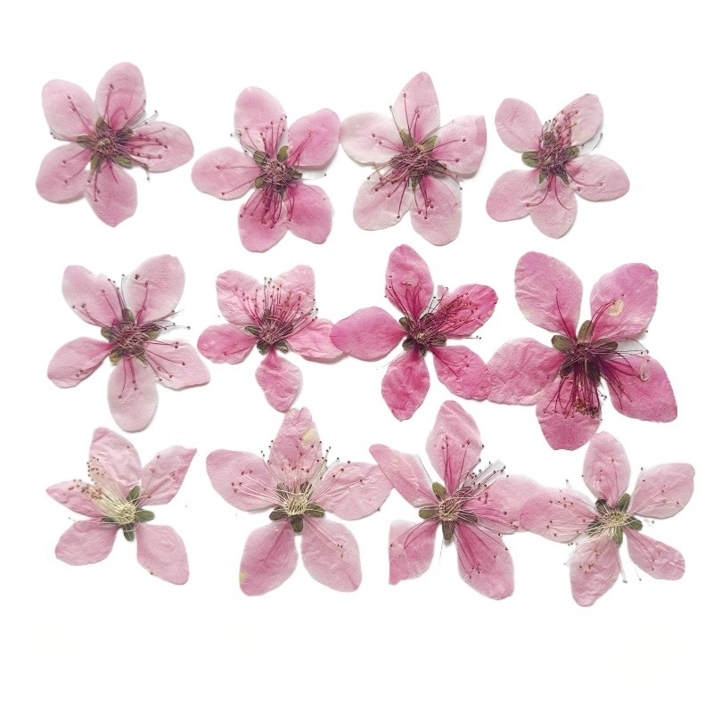 Dried Flower Pressed - 12개, 자연 복숭아꽃 압축 건조 꽃