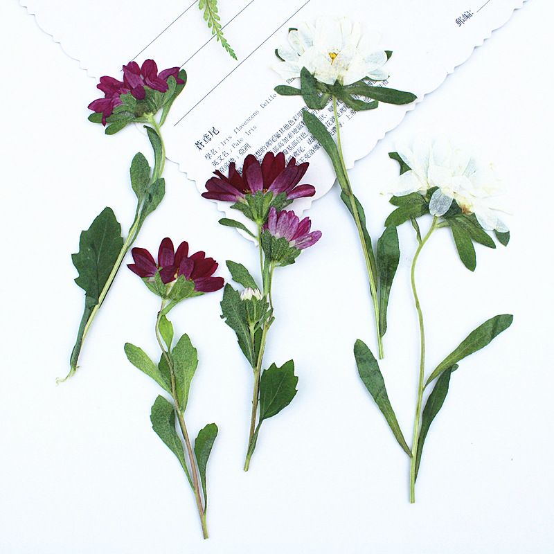 Dried Flower Pressed - 24pcs, 레진 전화 케이스 램프 데칼