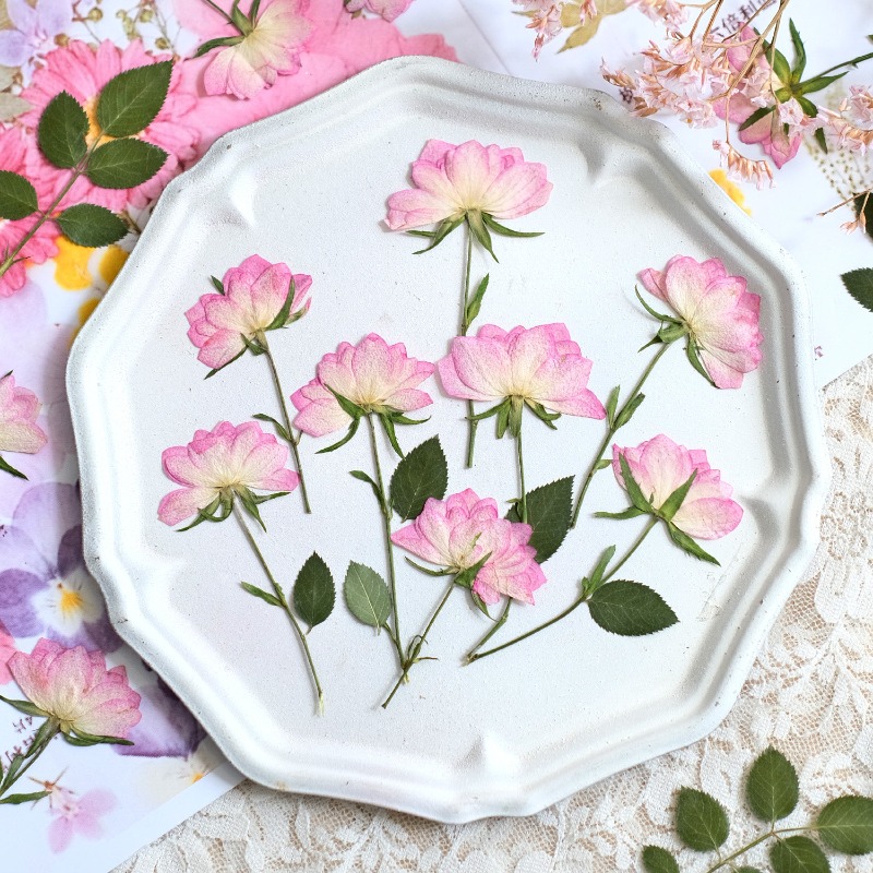 Dried Flower Pressed - 12개, 휴대폰 케이스 DIY용 진짜 건조