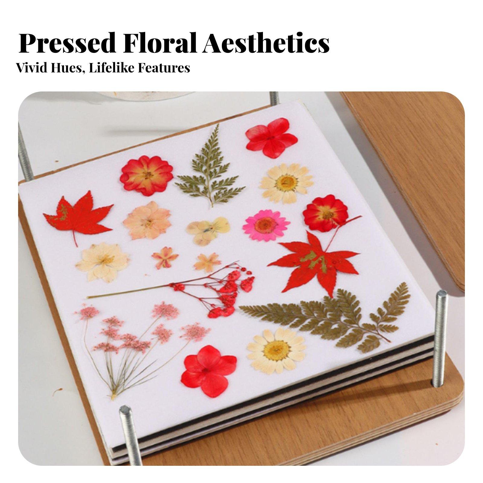 다층식 식물 꽃 압착 키트, 나무 잎 압착기 도구 세트 - Dried Flower Pressed 리뷰 및 가격