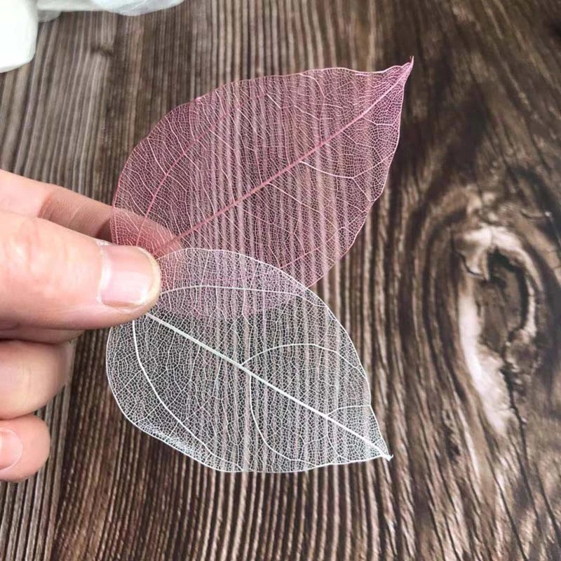 5~9CM*2~3.5CM, 100개/세트, 진짜 건조된 - Dried Flower Pressed 리뷰 및 가격