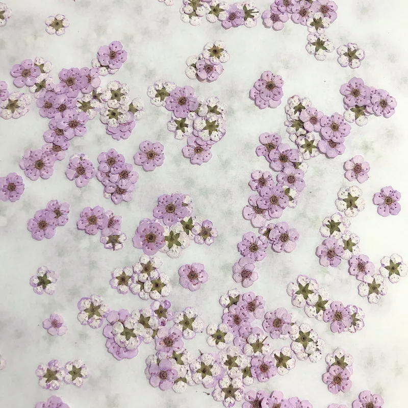 압화된 미니 수선화, 작은 매화꽃 네일 DIY 드립 글 - Dried Flower Pressed 리뷰 및 가격
