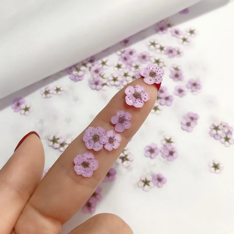 압화된 미니 수선화, 작은 매화꽃 네일 DIY 드립 글 - Dried Flower Pressed 리뷰 및 가격