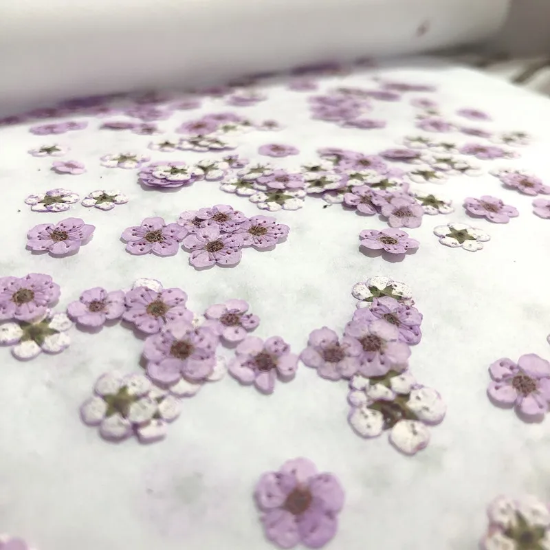 압화된 미니 수선화, 작은 매화꽃 네일 DIY 드립 글 - Dried Flower Pressed 리뷰 및 가격