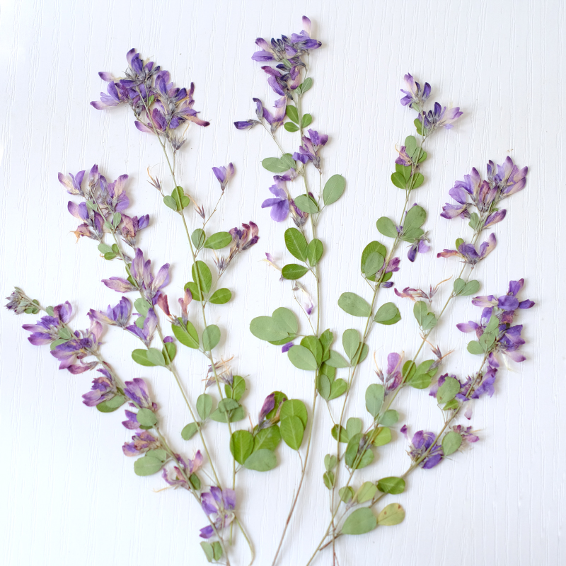 6개, 자연산 레스페다자 포모사 말린 압화, 식물 표본 - Dried Flower Pressed 리뷰 및 가격