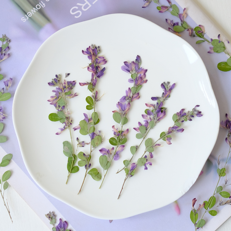 6개, 자연산 레스페다자 포모사 말린 압화, 식물 표본 - Dried Flower Pressed 리뷰 및 가격