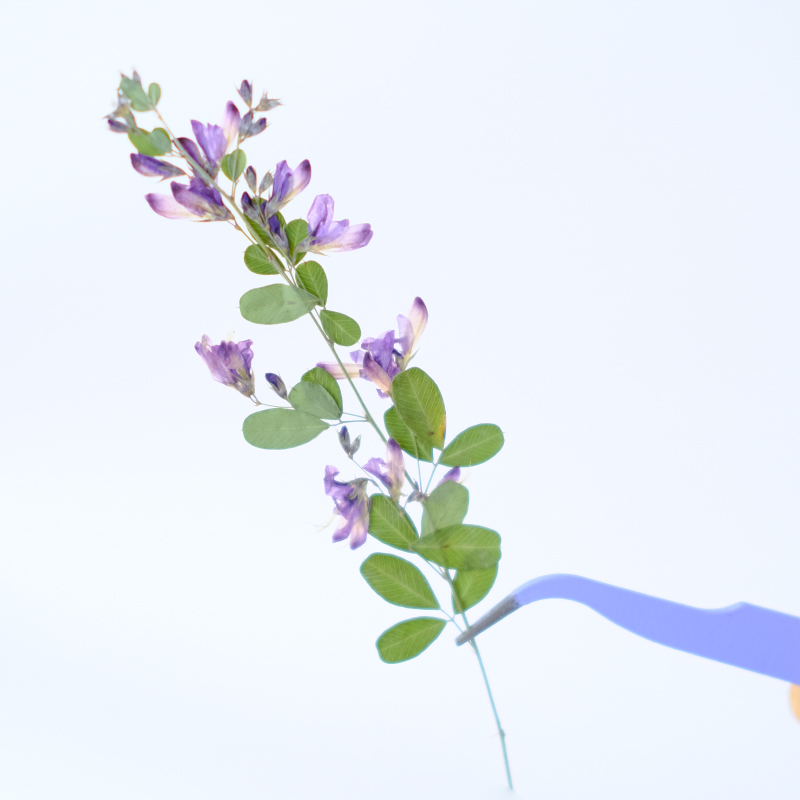 6개, 자연산 레스페다자 포모사 말린 압화, 식물 표본 - Dried Flower Pressed 리뷰 및 가격