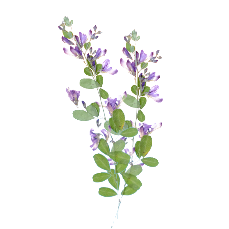 6개, 자연산 레스페다자 포모사 말린 압화, 식물 표본 - Dried Flower Pressed 리뷰 및 가격