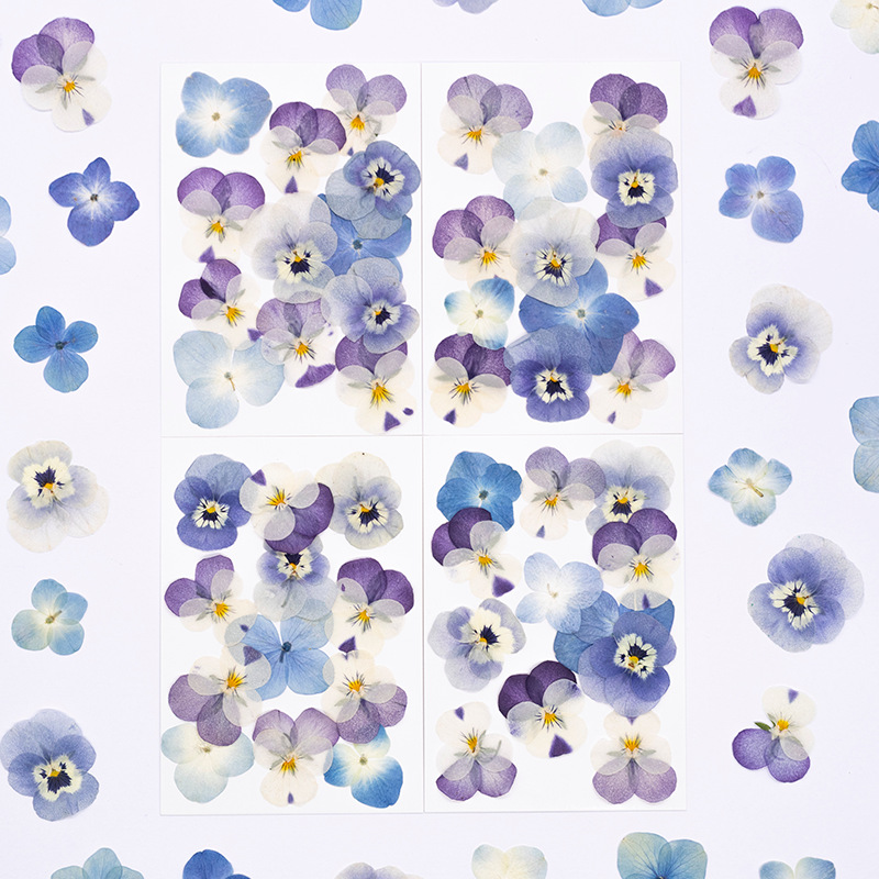 12pcs, 리얼 비올라 코르누타 압축 건조 꽃 천연  - Dried Flower Pressed 리뷰 및 가격