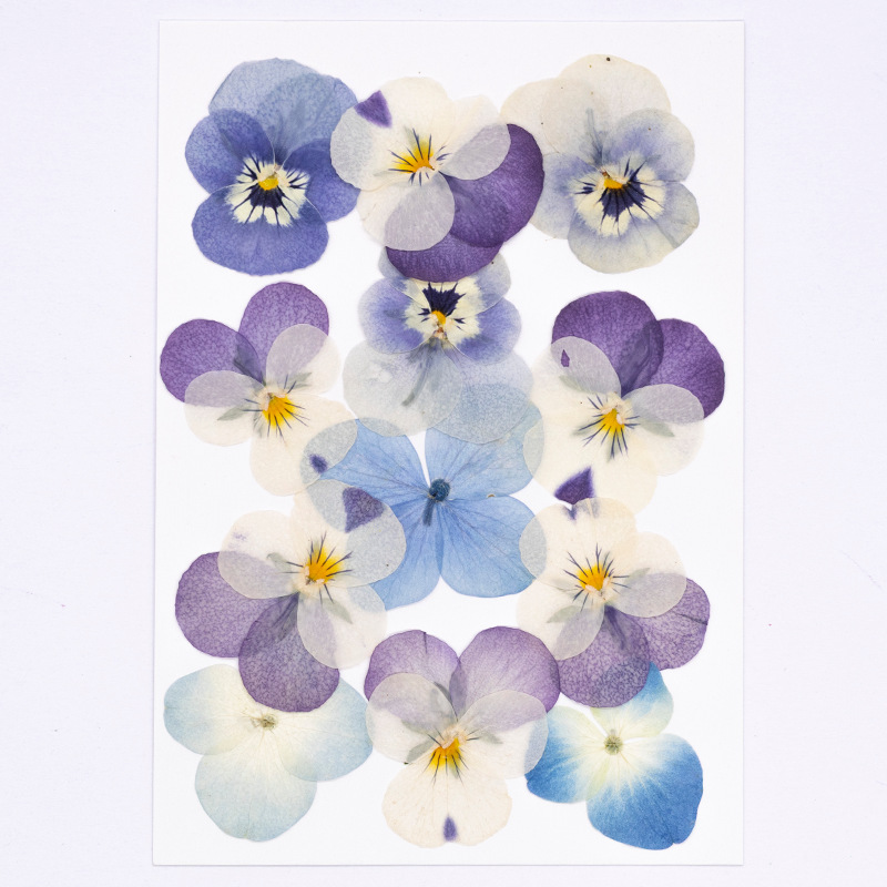 12pcs, 리얼 비올라 코르누타 압축 건조 꽃 천연  - Dried Flower Pressed 리뷰 및 가격