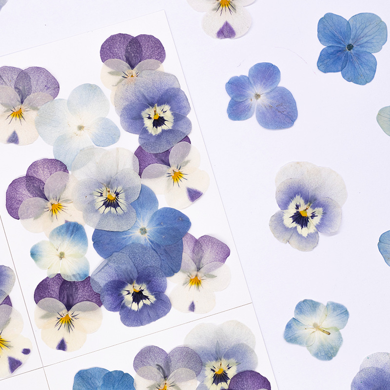 12pcs, 리얼 비올라 코르누타 압축 건조 꽃 천연  - Dried Flower Pressed 리뷰 및 가격