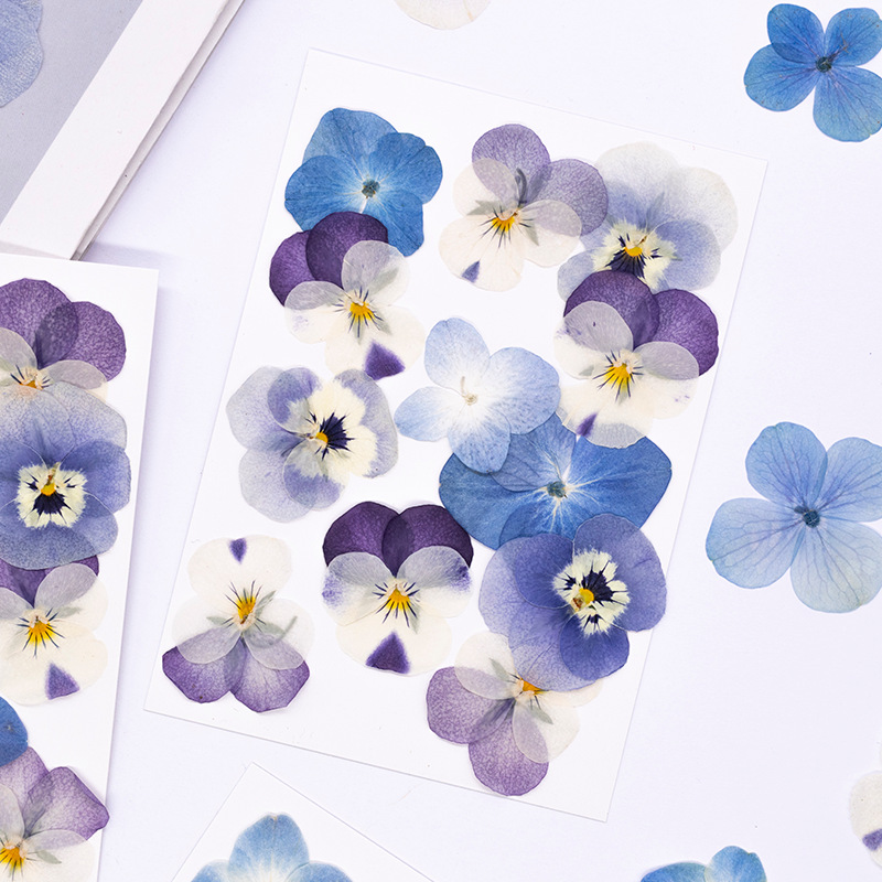 12pcs, 리얼 비올라 코르누타 압축 건조 꽃 천연  - Dried Flower Pressed 리뷰 및 가격