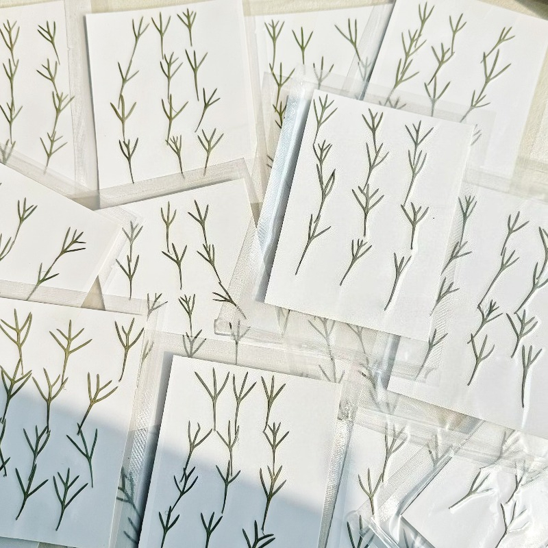 24개, 에폭시 수지 몰드용 실제 압축된 아킬레아 잎  - Dried Flower Pressed 리뷰 및 가격