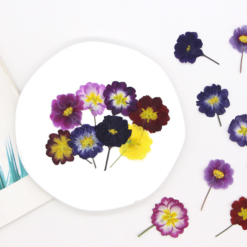 48개 유럽산 프림로즈 말린 꽃 압화 실제 꽃 식물 표 - Dried Flower Pressed 리뷰 및 가격