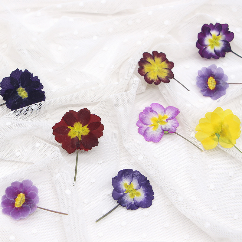 48개 유럽산 프림로즈 말린 꽃 압화 실제 꽃 식물 표 - Dried Flower Pressed 리뷰 및 가격