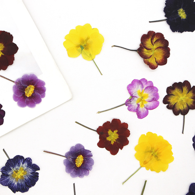 48개 유럽산 프림로즈 말린 꽃 압화 실제 꽃 식물 표 - Dried Flower Pressed 리뷰 및 가격
