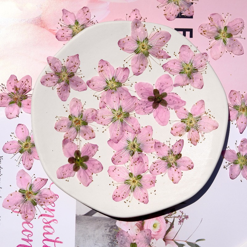 3-4cm./6pcs, 핑크 복숭아 꽃 압축 말린 꽃  - Dried Flower Pressed 리뷰 및 가격