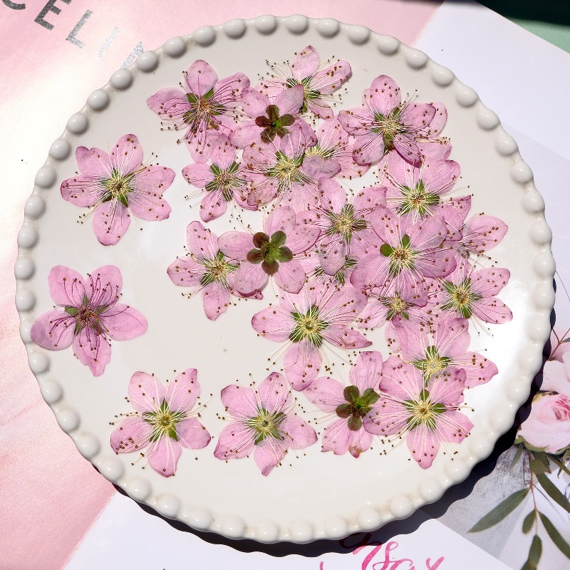 3-4cm./6pcs, 핑크 복숭아 꽃 압축 말린 꽃  - Dried Flower Pressed 리뷰 및 가격