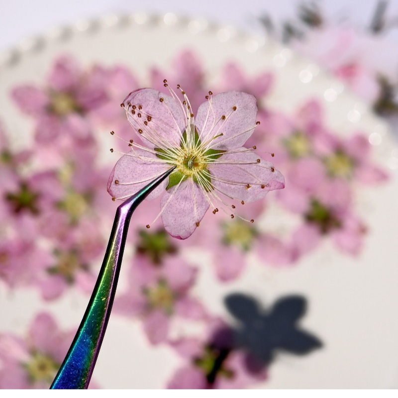 3-4cm./6pcs, 핑크 복숭아 꽃 압축 말린 꽃  - Dried Flower Pressed 리뷰 및 가격
