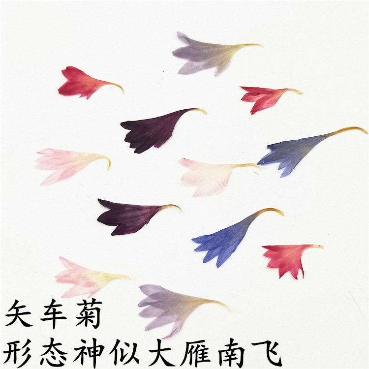 100개 말린 옥잠꽃, 실제 잎, 실제 꽃 스티커, 식 - Dried Flower Pressed 리뷰 및 가격