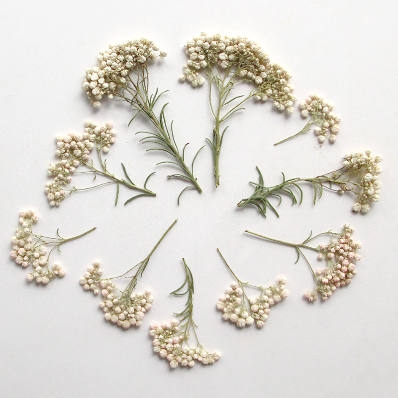 12개, 자연산 수수꽃 가지, 압화 DIY 글루 드롭  - Dried Flower Pressed 리뷰 및 가격