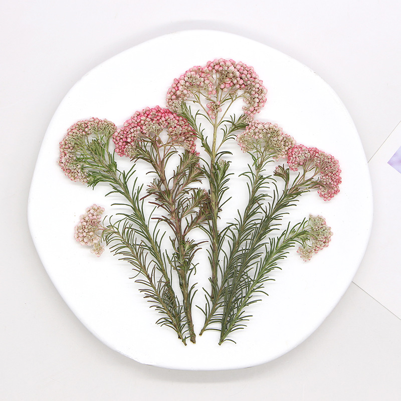 12개, 자연산 수수꽃 가지, 압화 DIY 글루 드롭  - Dried Flower Pressed 리뷰 및 가격