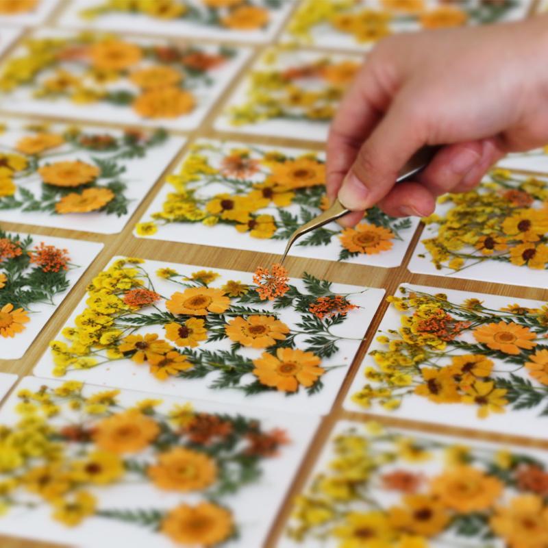 실제 천연 압축 건조 식물 꽃 DIY 공예 재료 네일  - Dried Flower Pressed 리뷰 및 가격
