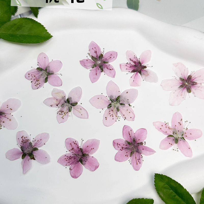 12개, 자연 복숭아꽃 압축 건조 꽃 DIY 팬/사진  - Dried Flower Pressed 리뷰 및 가격