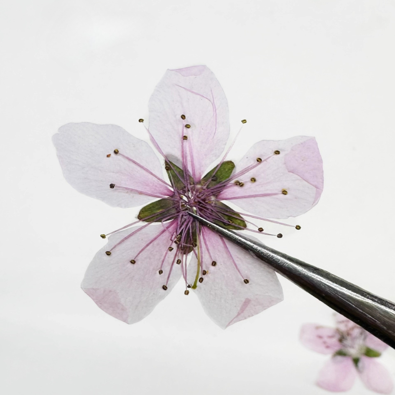 12개, 자연 복숭아꽃 압축 건조 꽃 DIY 팬/사진  - Dried Flower Pressed 리뷰 및 가격