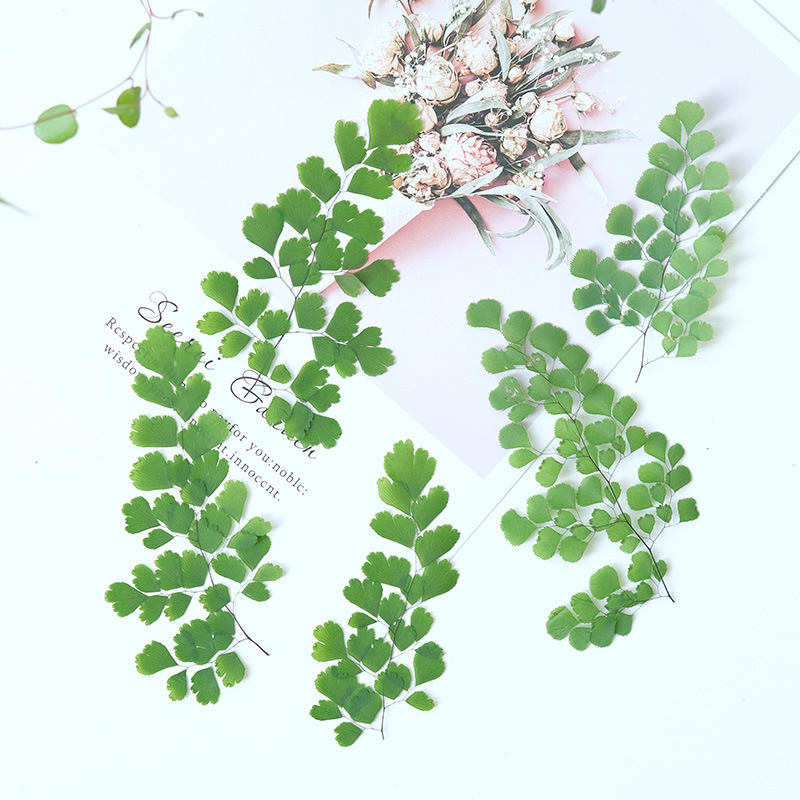60개 천연 식물 압화 고사리 잎 압화 표본 드라이플라 - Dried Flower Pressed 리뷰 및 가격