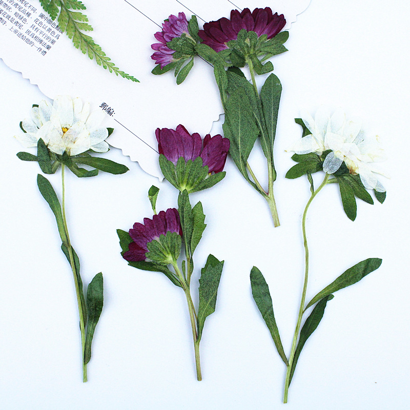 24pcs, 레진 전화 케이스 램프 데칼 북마크 식물  - Dried Flower Pressed 리뷰 및 가격