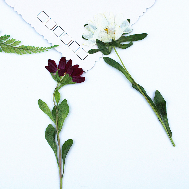24pcs, 레진 전화 케이스 램프 데칼 북마크 식물  - Dried Flower Pressed 리뷰 및 가격