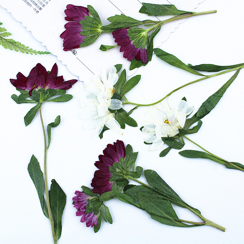 24pcs, 레진 전화 케이스 램프 데칼 북마크 식물  - Dried Flower Pressed 리뷰 및 가격