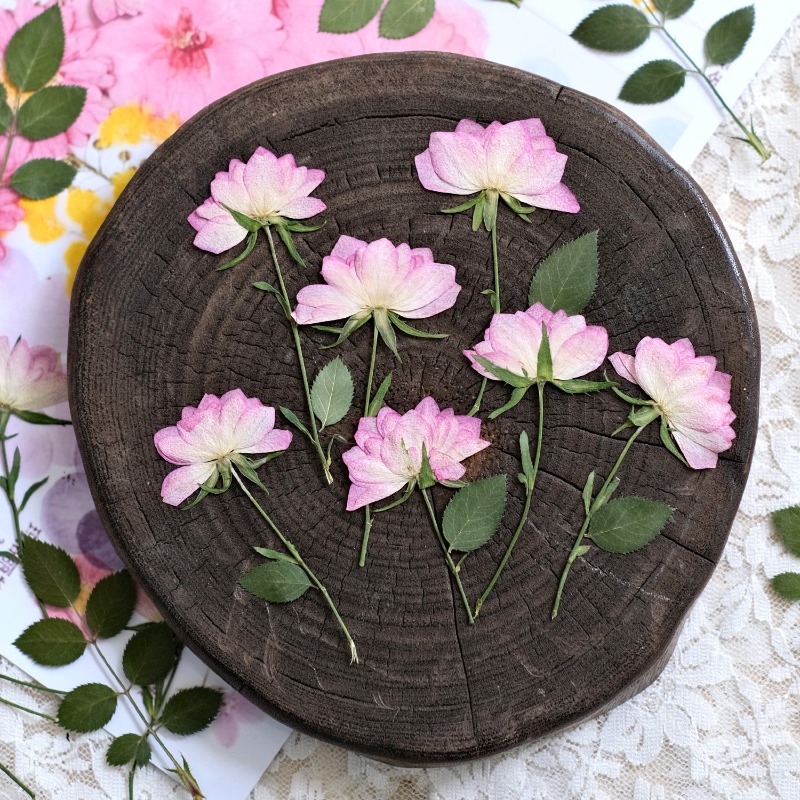 12개, 휴대폰 케이스 DIY용 진짜 건조 압축 꽃,  - Dried Flower Pressed 리뷰 및 가격