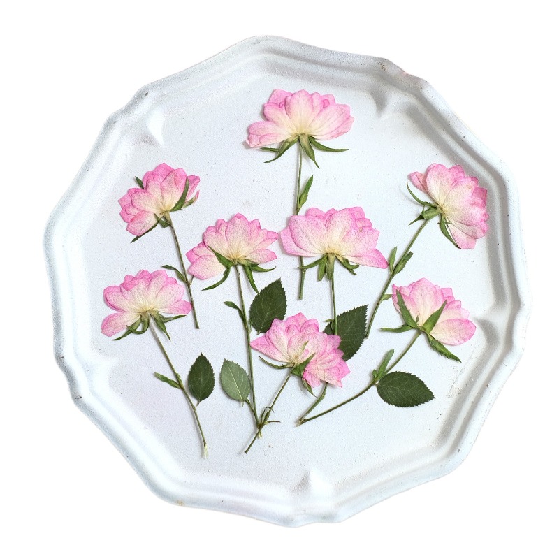 12개, 휴대폰 케이스 DIY용 진짜 건조 압축 꽃,  - Dried Flower Pressed 리뷰 및 가격
